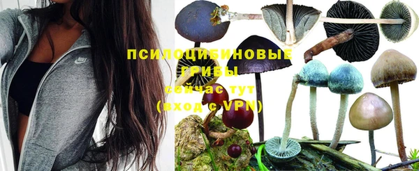 PSILOCYBIN Бородино